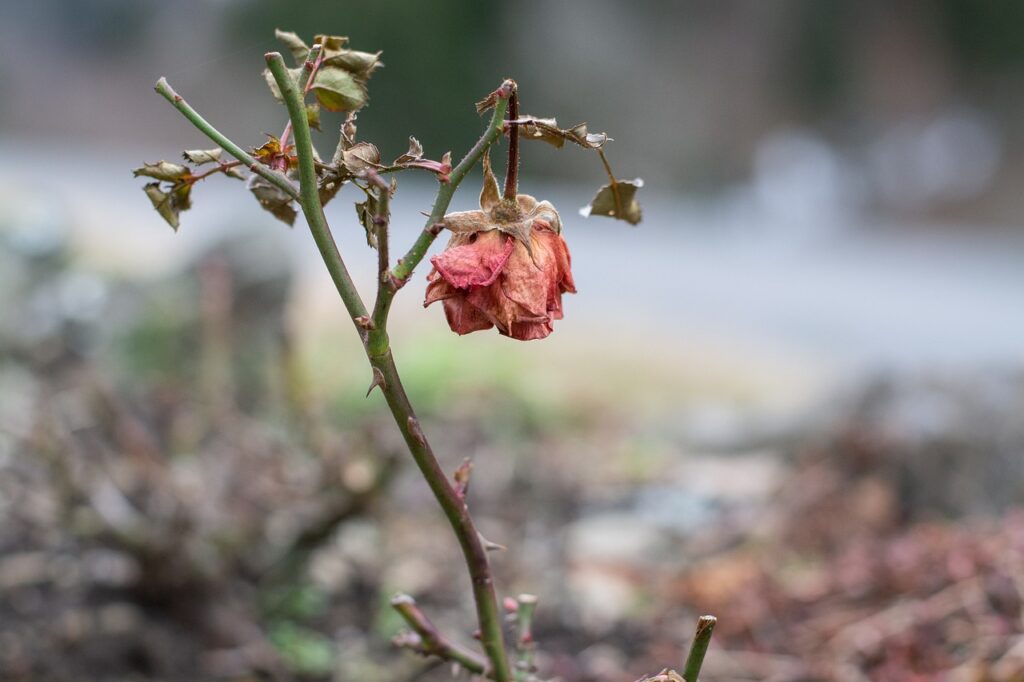 feed a dying relationship, just like you'd feed a dying plant