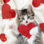 valentines kitten