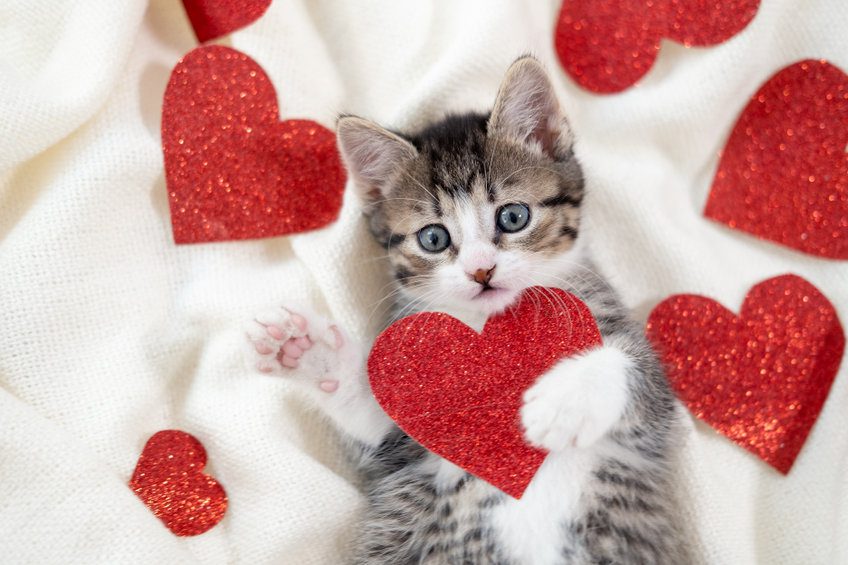 valentines kitten