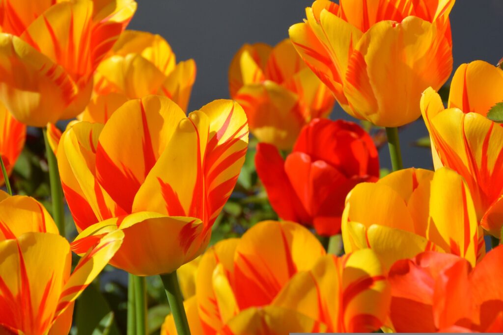 april newsletter - five year marriage - tulips