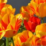 april newsletter - five year marriage - tulips