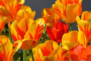 april newsletter - five year marriage - tulips